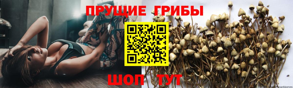 Псилоцибиновые грибы прущие грибы  купить   Псилоцибиновые грибы ЛСД  Фурманов 